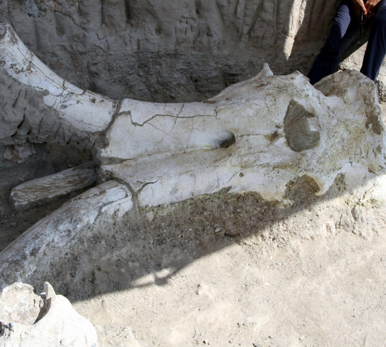 Kayseri’deki kazı çalışmalarında bulunan 7.5 milyon yaşındaki fil fosili 2 metre 70 santim boyunda.